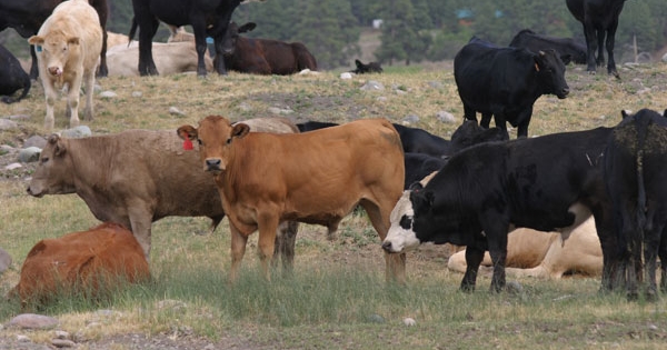 Feeder Cash Market Leads Live Cattle Futures